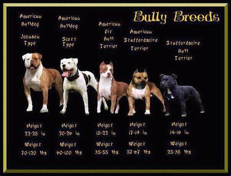 86 best images about bully breed on Pinterest | American pit, Puppys and Pitbulls