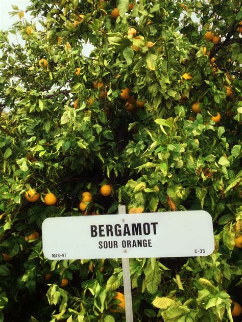 Bergamot orange - Wikiwand