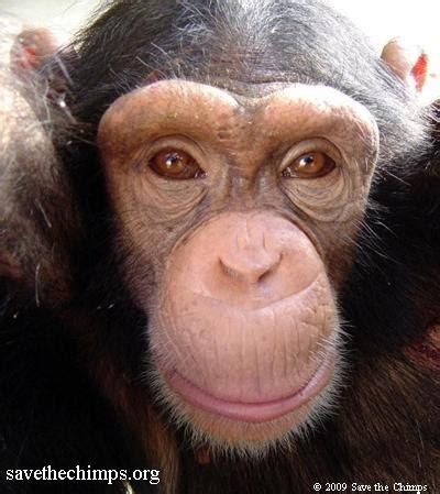 Make a Chimp Smile! Supporting Great Apes!: SEE WHO MADE A CHIMP SMILE!!!