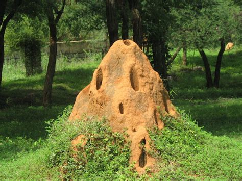 Termite hills / Termite mounds