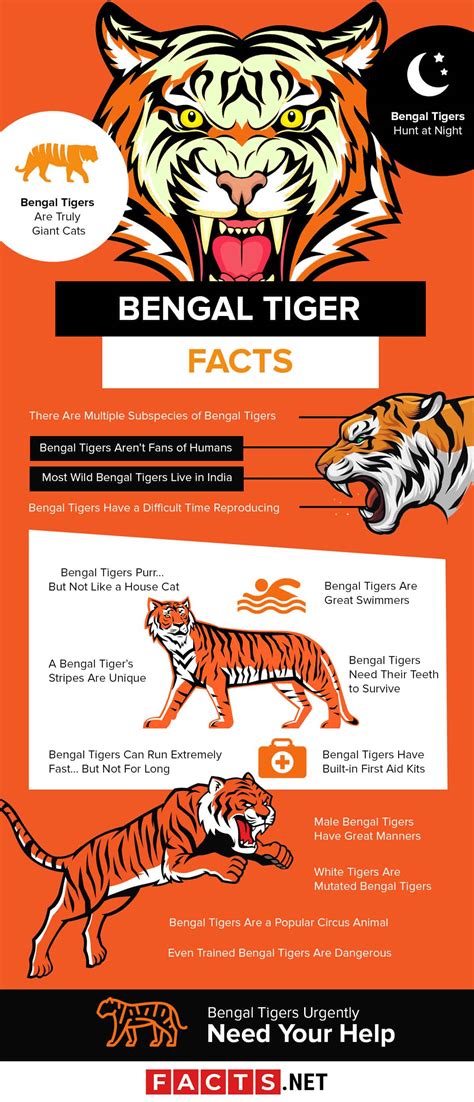 Top 17 Bengal Tiger Facts - Diet, Habitat, Speed & More - Facts.net