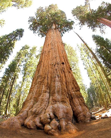 'Big Tree' Giant Redwood Sequoia gigantea - 40 Seeds