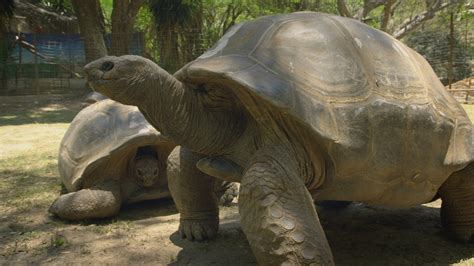 Aldabra Giant Tortoise Facts and Pictures