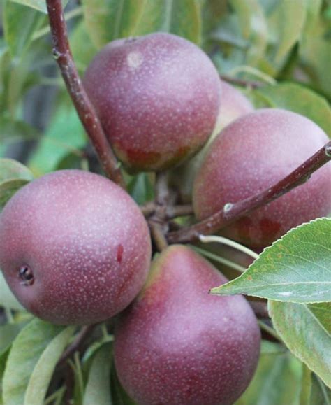 European Pear Trees — Raintree Nursery