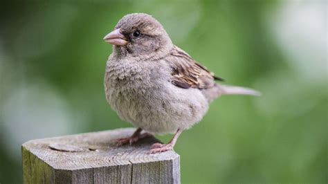 Female Sparrow