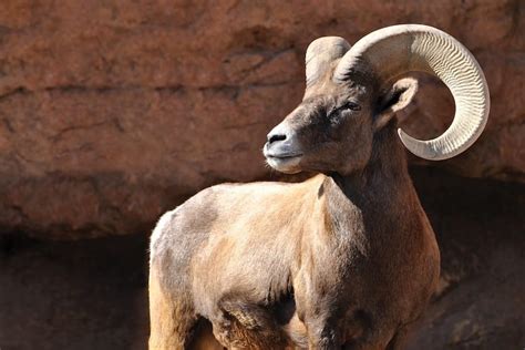 Bighorn Sheep: Majestic Mountain Dwellers