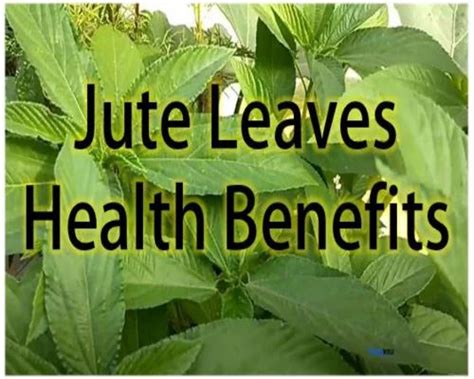 Advantages and Disadvantages of Jute Leaves, Benefits of Jute Leaves ...