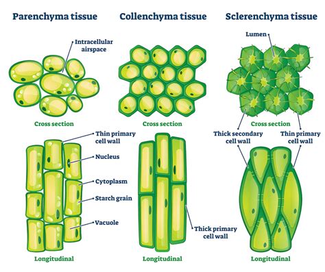 6.1 Plant Cells and Tissues – The Science of Plants