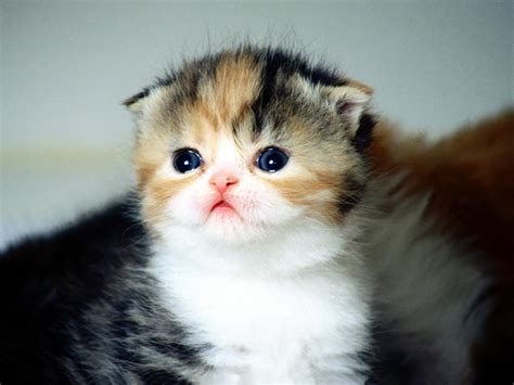 Baby Cat Wallpaper - WallpaperSafari