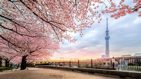 Cherry Blossoms in Tokyo: 15 Best Places To See Sakura