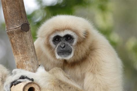 White-Handed Gibbon - Honolulu Zoo Society