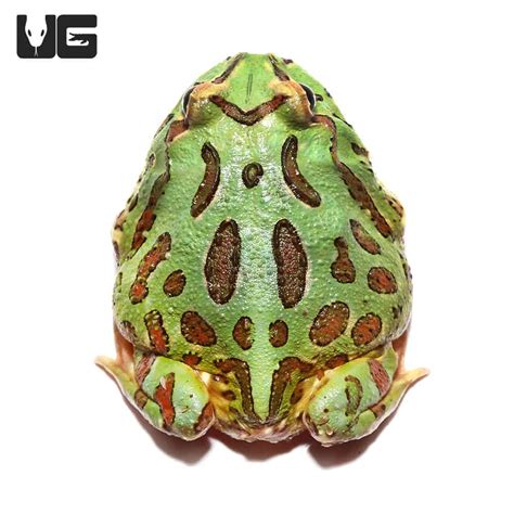 Green Pacman Frogs (Ceratophrys cranwelli) For Sale - Underground Reptiles