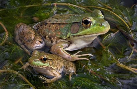 Bullfrog - Description, Habitat, Image, Diet, and Interesting Facts