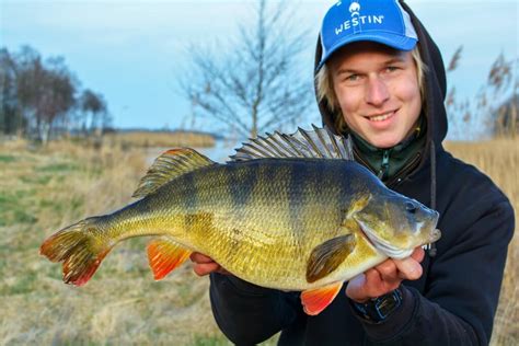 Perch Fishing in Sweden - Fishing-in-Sweden.com