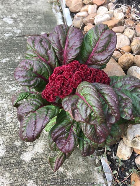 Which Cockscomb ? in the Plant ID forum - Garden.org