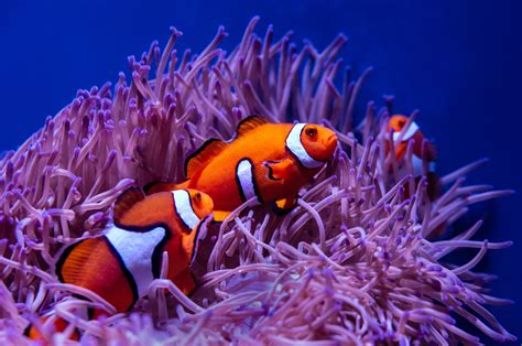 What Animals Live in Coral Reefs: The Amazing World of Reef Life - Environment Co