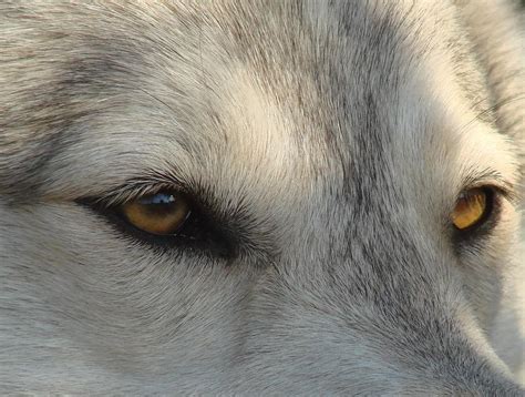 Arctic Wolf Eyes Photograph by Stormy Logan