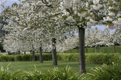 Prunus 'Mount Fuji' Upright Cherry 150L - Hello Hello Plants