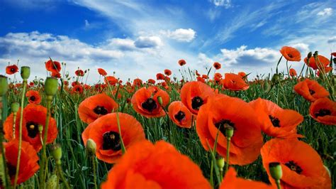 Wallpapers Poppies - Wallpaper Cave