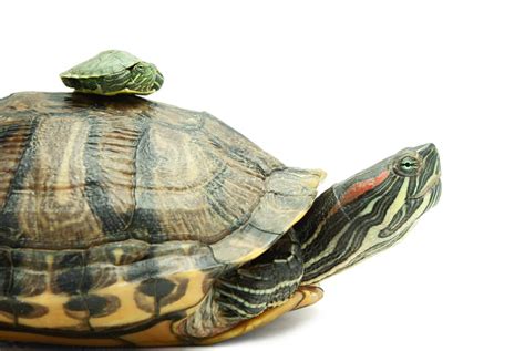 Why is My Baby Turtle Not Eating? [5 Possible Reasons] – The Turtle Hub