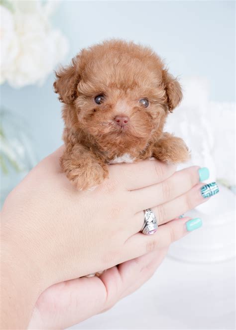 Micro Teacup Poodles | Teacup Puppies & Boutique