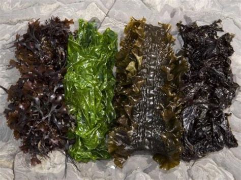 Seaweed Benefits and Side Effects When You Eat Them - Fresh Seaweed Suppliers, Seaweed Producers ...