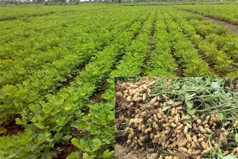 Groundnut Farming Project Report, Cost and Profit Details | Agri Farming