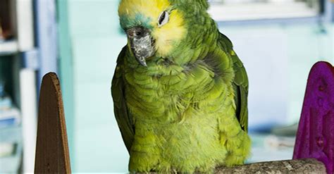 This Parrot Was Put In The Freezer For Swearing. Now See What Happened When It Came Out