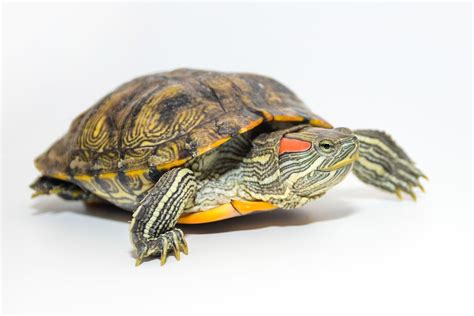 Are Red Eared Slider Turtles Pets?