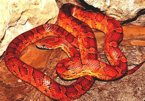 Corn Snake - Orange Snakes In Florida