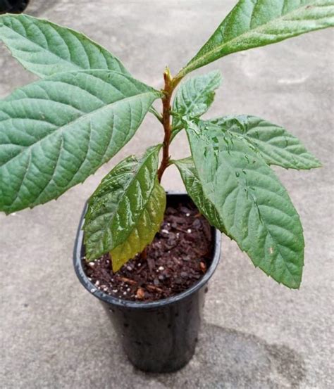 Loquat Tree: Grow Loquats at Home for Bountiful Harvest