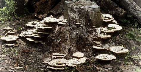 Common Tree Fungus | The Tree Center™