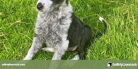 1 Registered Border Collie (Female) | SellMyLivestock - The Online Livestock Marketplace