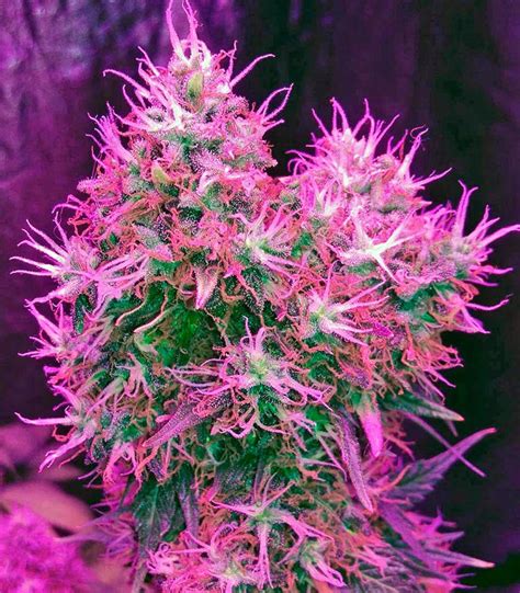 Blue Dream seeds for sale by Humboldt Seeds - Herbies