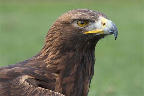 Golden Eagle Facts: Wingspan, Diet & Size (Ultimate Guide)