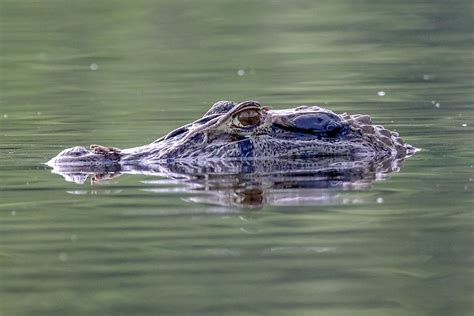 What Are The Differences Between A Caiman And An Alligator? - WorldAtlas