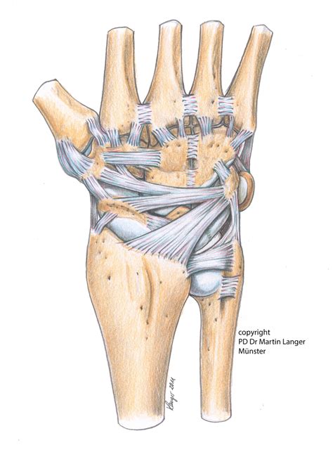 Ligaments wrist extrinsic 2011