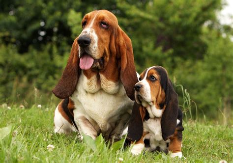 Basset Hound | Breed, Care, Upkeep, Temperament, Images, & Facts | Britannica