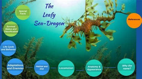 Leafy Sea Dragon by Cameron Taylor on Prezi