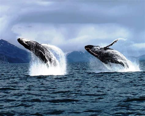 Whale watching in Alaska | Places (to which) I shall go | Pinterest | Humpback whale, Alaska and ...