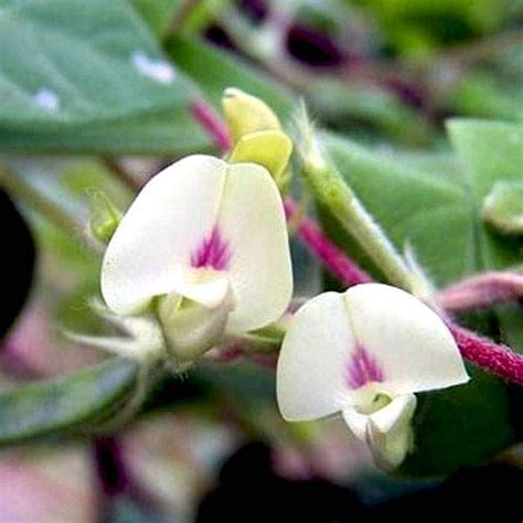 Buy Dolichos Biflorus, Horsegram - 0.5 kg Seeds online from Nurserylive at lowest price.