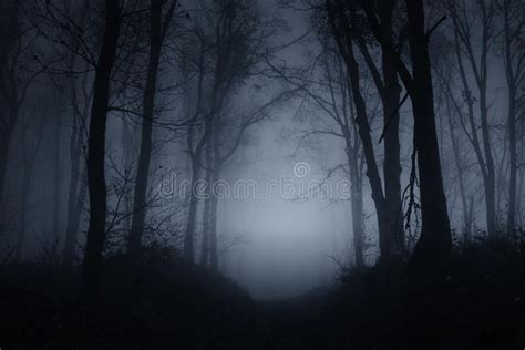 Spooky Woods at Night on Halloween Stock Photo - Image of fall, forest: 127911296 | Haunted ...