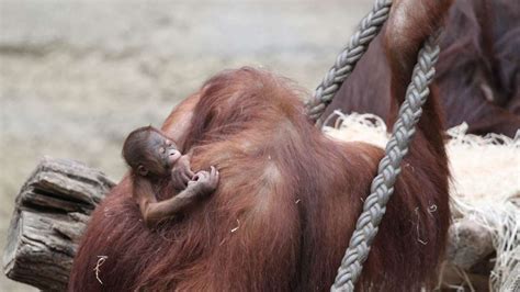 Orang-Utan-Baby im Rostocker Zoo geboren