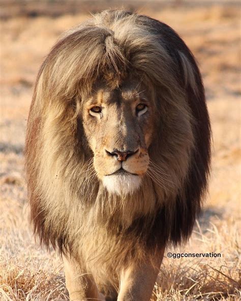 PsBattle: This lion with a big mane : r/photoshopbattles