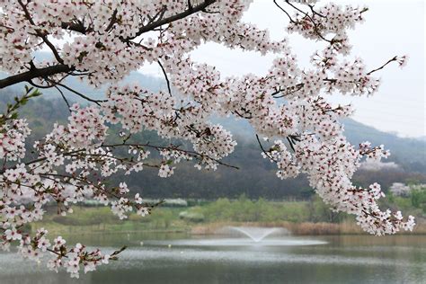 Gyeongju Cherry Blossom Tour | 경주불국사 벚꽃 1일투어(서울출발 왕복셔틀) : TRIPPOSE