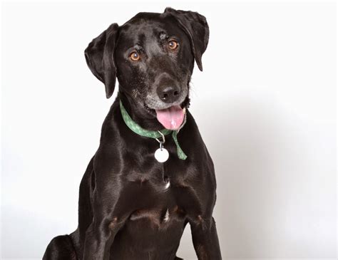 Shelter Dogs of Portland: "OSCAR" big affectionate Lab/Weimaraner mix