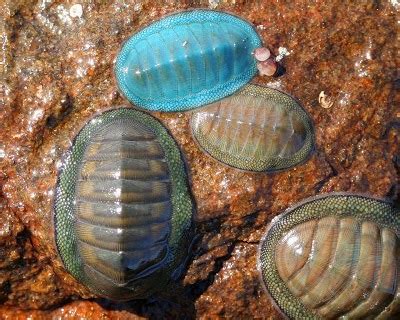 Seashells to...: Class Polyplacophora, Monoplacophora, Scaphopoda and Cephalopoda