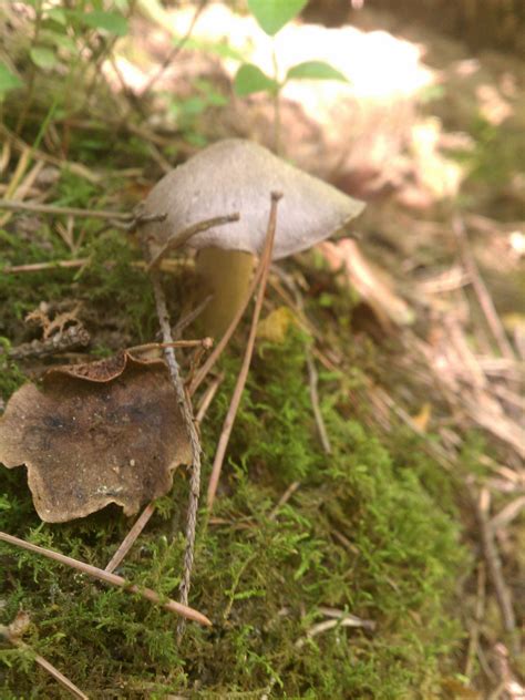 Michigan Mushroom id - Mushroom Hunting and Identification - Shroomery Message Board