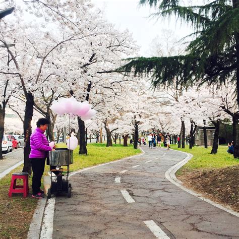 Absolutely Gorgeous Blooming Cherry Blossom Photos Ever, in Daegu South Korea, Samsung Lions ...