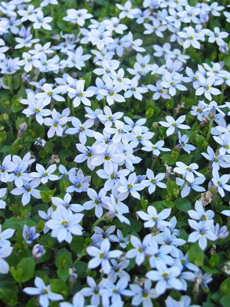 Blue Star Creeper - Sky blue | Peoria Gardens, Inc.